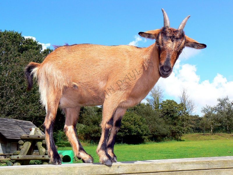 Adaklk Kurbanlk Kei